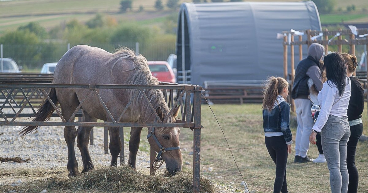 Lótartó gazdákat bírságolt meg a rendőrség Kászonaltízen, 72 ezer lejre